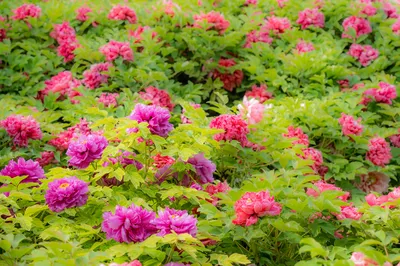 河南登封~洛陽，國色傾城賞花5日遊