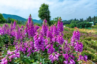 May Day Guide | How to Have Fun During the Holiday? A Wild and Thrilling Family Paradise Near Kunming