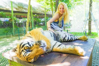 Tiger Kingdom - Phuket
