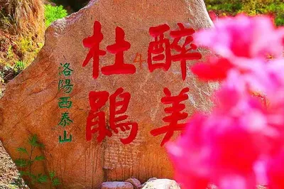 人間四月芳菲盡，西泰山杜鵑花競相開放！我在風景酒店等著您到來！