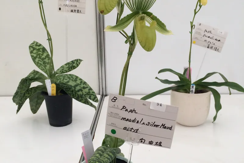 去北海道看花！在最美丽的季节 - 札幌图片2