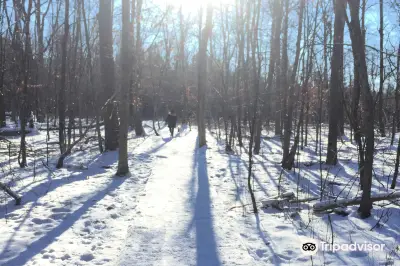 Jack Pine Trail