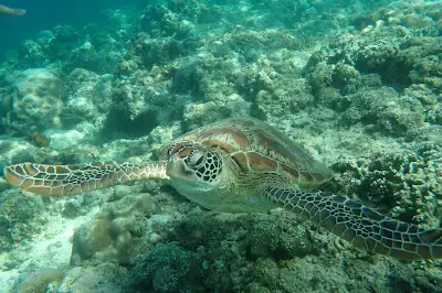 Moalboal Sardines and Sea turtles