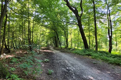 Tyniec Forest