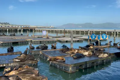Sea Lions