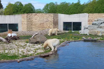 Polaarium