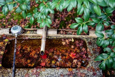 Late Autumn in Kansai: Keeping a Date with Momiji-gari, Drunk in the Splendor of Autumn Reds in Kyoto, Himeji, Uji, and Nara