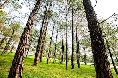 Bryanston Pine Forest