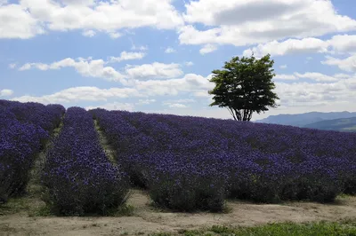 The Mighty Xiao Y Takes You to Experience the Winter Snow and Summer Flowers of Hokkaido.