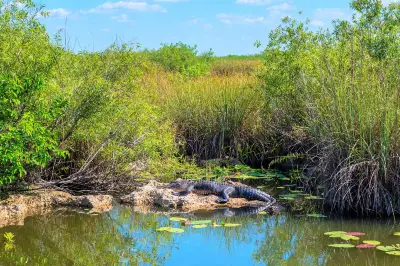 Everglades Alligator Farm