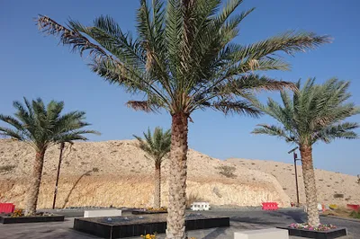 Ras Al Hamra Mosque