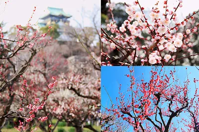 Experience the Arrival of Spring at Osaka Castle Plum Grove