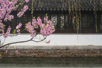 蘇州賞桃花