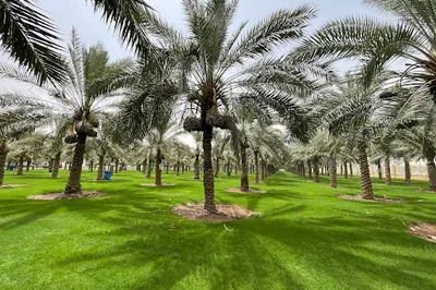 AlFanar Park