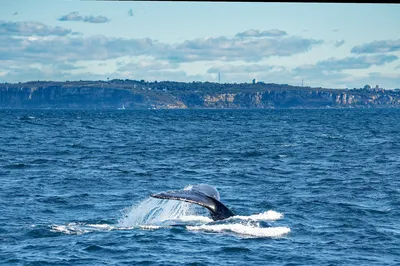 Go Whale Watching Sydney