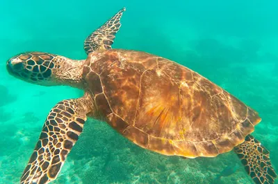 Oman Sea Tour