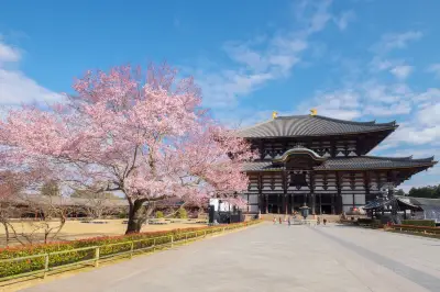 Cherry Blossom Viewing in Nara