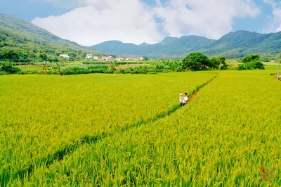 Self-Drive to Baishuizhai in Zengcheng, Guangzhou: Stay at a Trendy Guesthouse, See the Waterfall, Pick Fruit, and Eat Roast Chicken