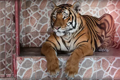 Al Noman Zoo