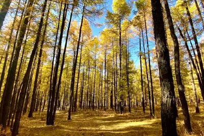 Bogd Khan Mountain