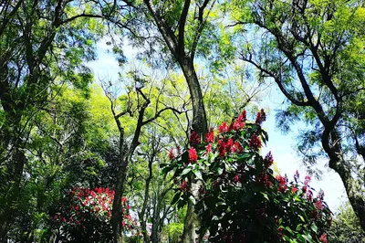Bellavista Park
