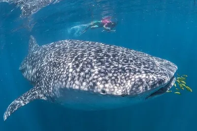 Mexico Whale Shark