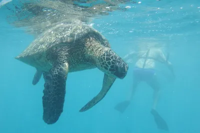 Hawaii Nautical