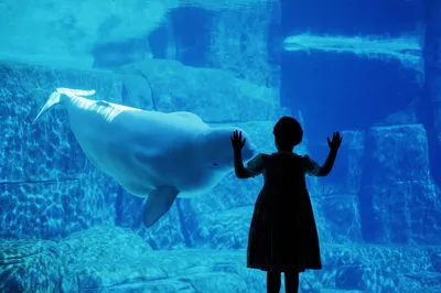 溫哥華水族館