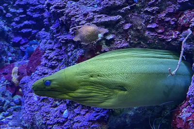Coral Reef Aquarium Xcaret