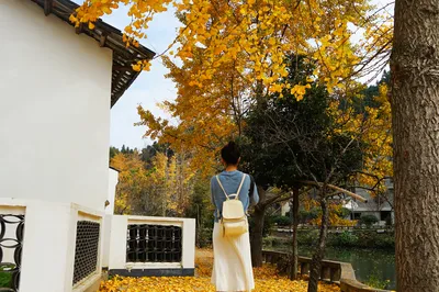 掃“黃”何必到騰衝，武漢“北極村”百年銀杏樹，更“黃”更純粹
