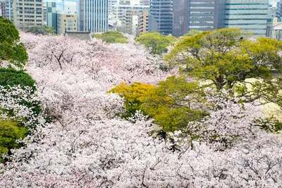 舞鹤公园