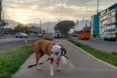 Parque Previ