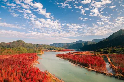 Southern Anhui's Bald Cypress Forest Enters Peak Viewing Season, Worth a Visit