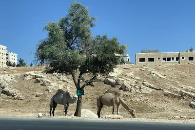 AlFateh Park