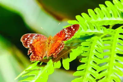 Cockrell Butterfly Center
