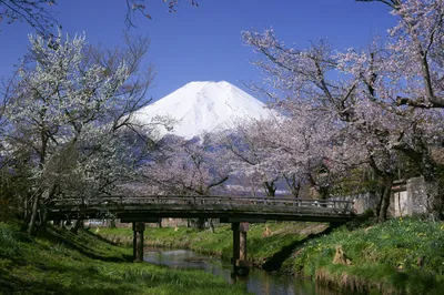 忍野八海