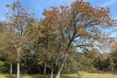 Seven Oaks Park