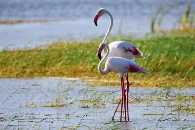 Attidiya Bird Sanctuary