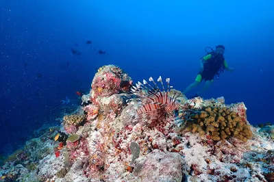 Jerrys Dive Club Rasdhoo