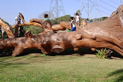 Alligator SESC Interlagos track