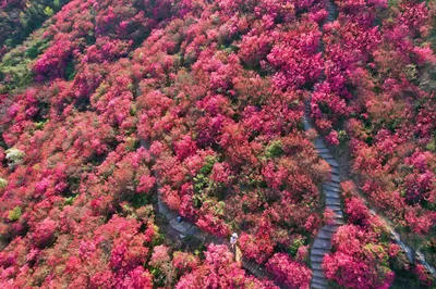 A Spontaneous Journey to Mulan Cloud Mist Mountain's Sea of Azaleas