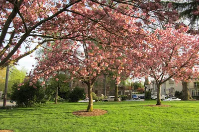 Madison Park