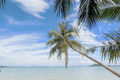 Coconut Island