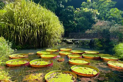 Waimea Botanical Garden