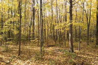 Thomas Chapais Park