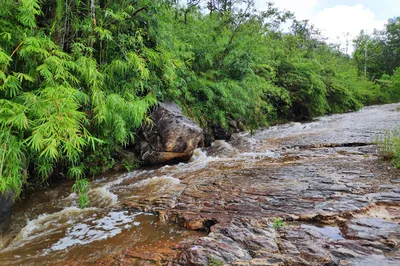 Bamboo Stream