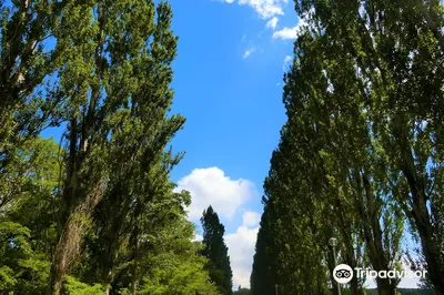Heisei period Poplar Avenue