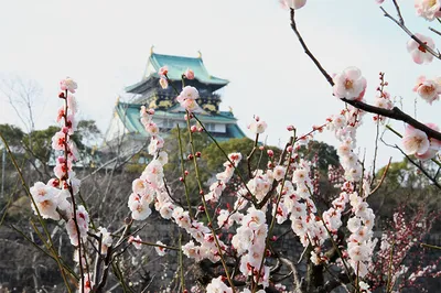 Experience the Arrival of Spring at Osaka Castle Plum Grove