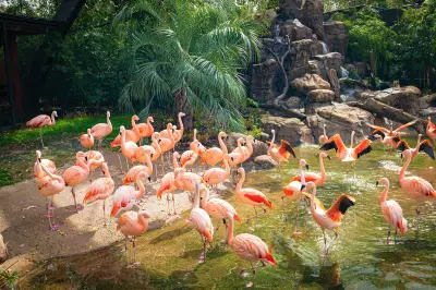 Houston Zoo