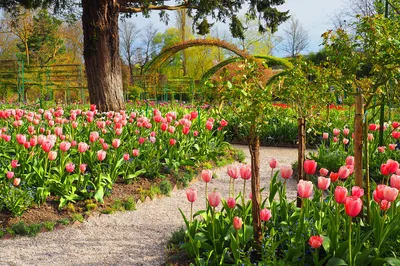 莫奈花園